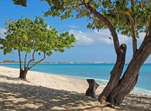 grand-cayman-island-trees